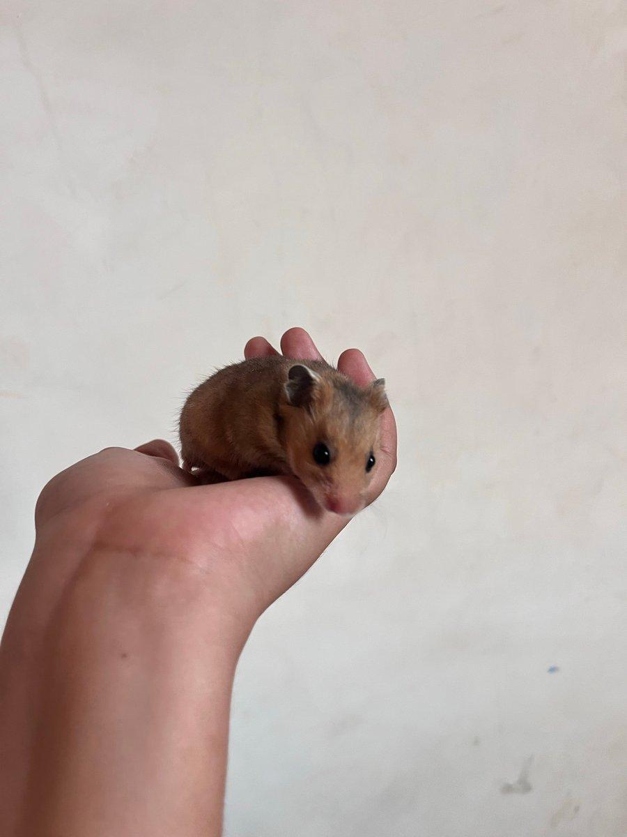Joli Petit Hamster 🐹 A Vendre